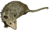 Picture of Pinky the Possum